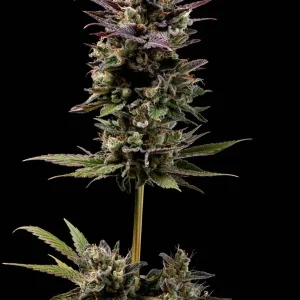 Chem D-Light