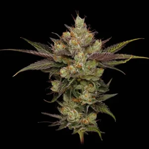 Sour Best Afghani