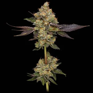 Afghani Mints