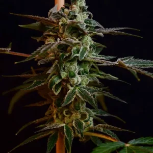 Affie OG (Reg)