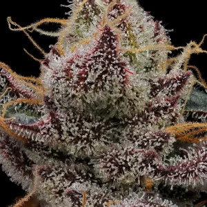 GMO x AncientOG AKA-Ancient Aliens