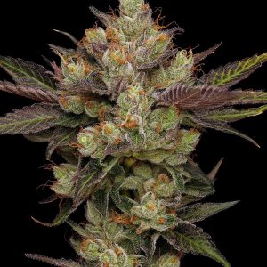 Northern Lights OG AKA “OG Lights”(Reg)