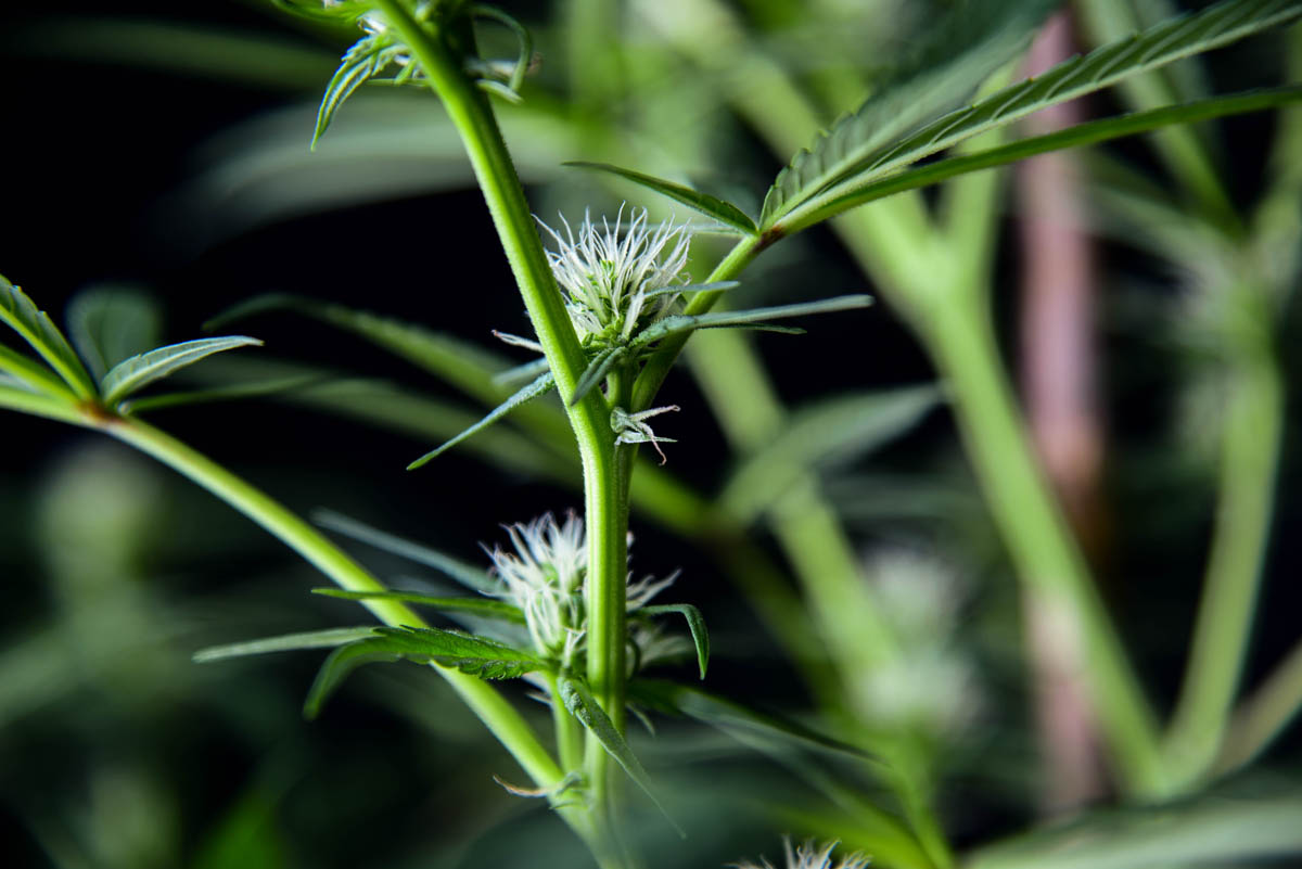 Preserving and Promoting Small-Scale Craft Cultivation