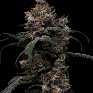 Future Haze (Fem)