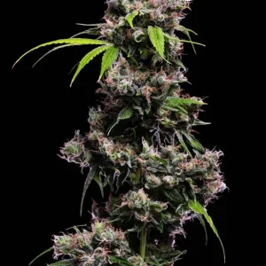 Golden Pineapple S1 (Fem)