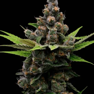 Guava Slushy (Fem)