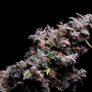 Hazy Kush S1 (Fem)