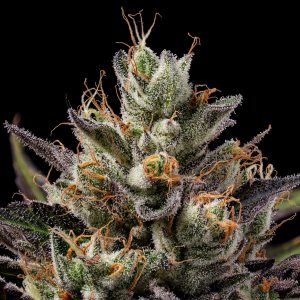 Sour Best Afghani