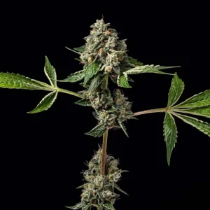 Kosher Afghan Kush