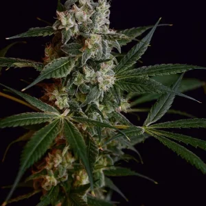 Laotian OG (Reg)