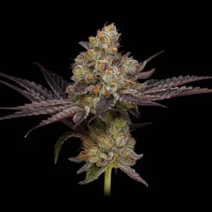 Purple Afghan Kush