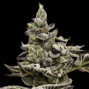 Platinum Affie 78 (Reg)