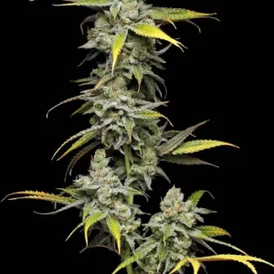 Super Blue Haze (Fem)