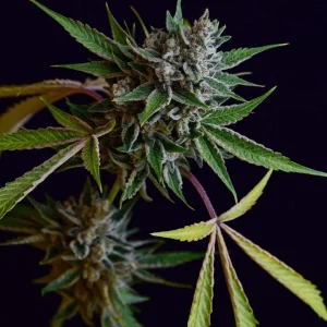 Sour Affie (Reg)
