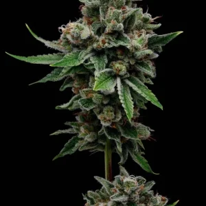 Tenzin Haze 2 (Fem)