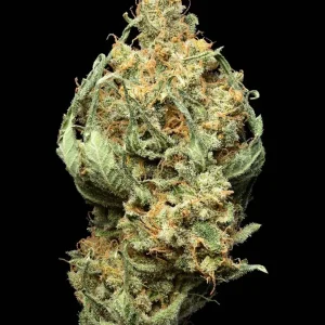 Hazy Laotian (Fem)