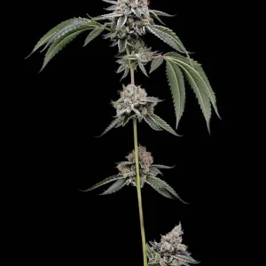 Chemhead 78 (Reg)