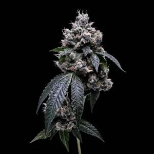 Kosher Chem 78 (Reg)