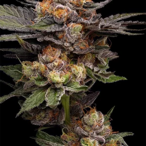 89 Northern Lights 5 Bx