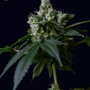 Sour Chem 78 (Reg)