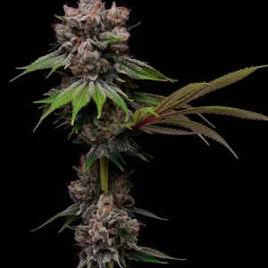 Golden Haze (Fem)